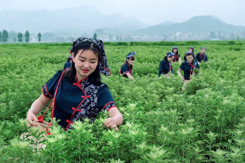 如何巧用技巧提高蕲艾批发效率
