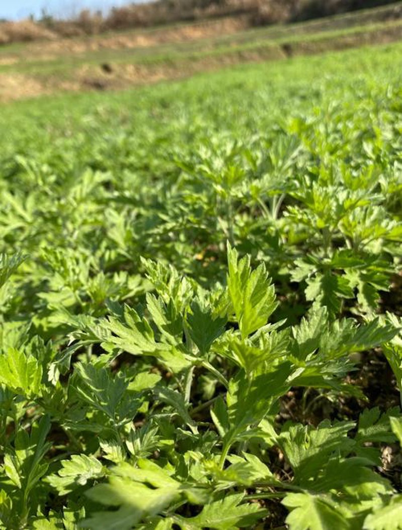蕲艾绒：中医药产业的新星