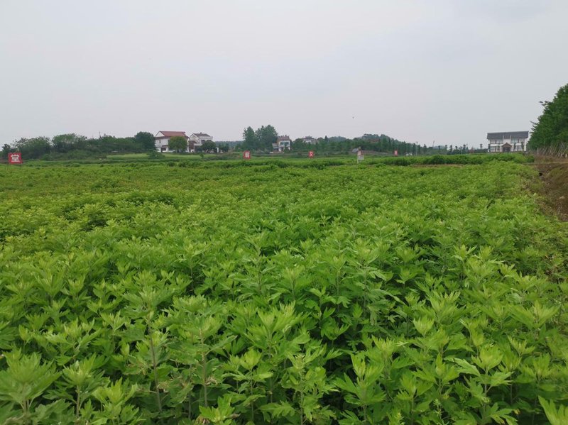 蕲艾批发：传统草本的现代商机